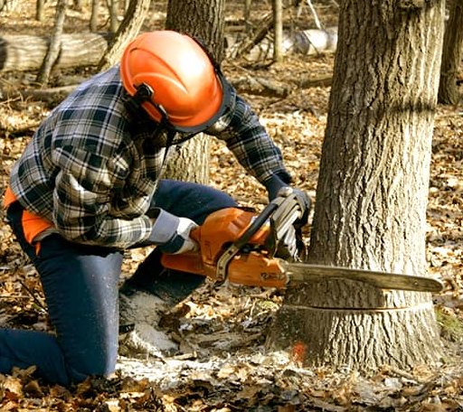 Tree Removal in Roma, TX